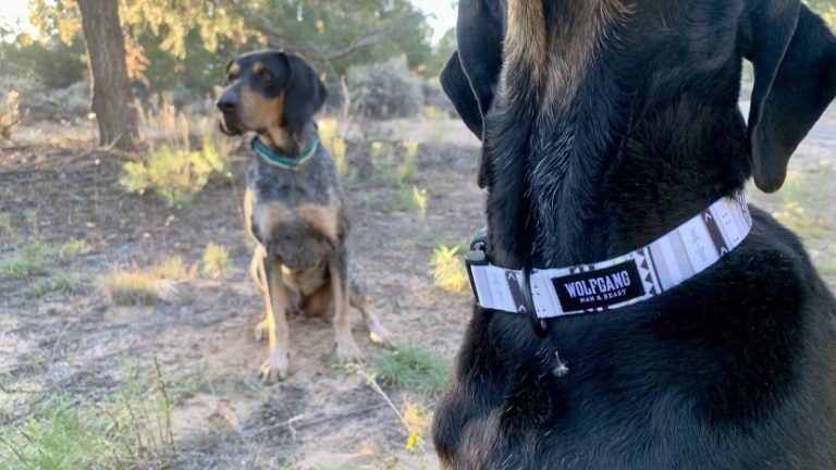 Beste Anti-Bellhalsbänder für Hunde im Jahr 2024 – Artikel Vergleichen